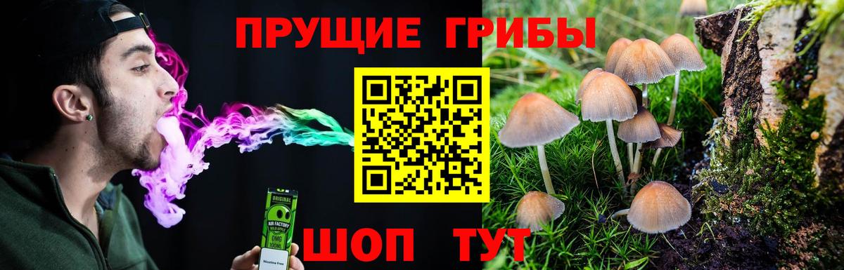 Псилоцибиновые грибы Psilocybe Бахчисарай